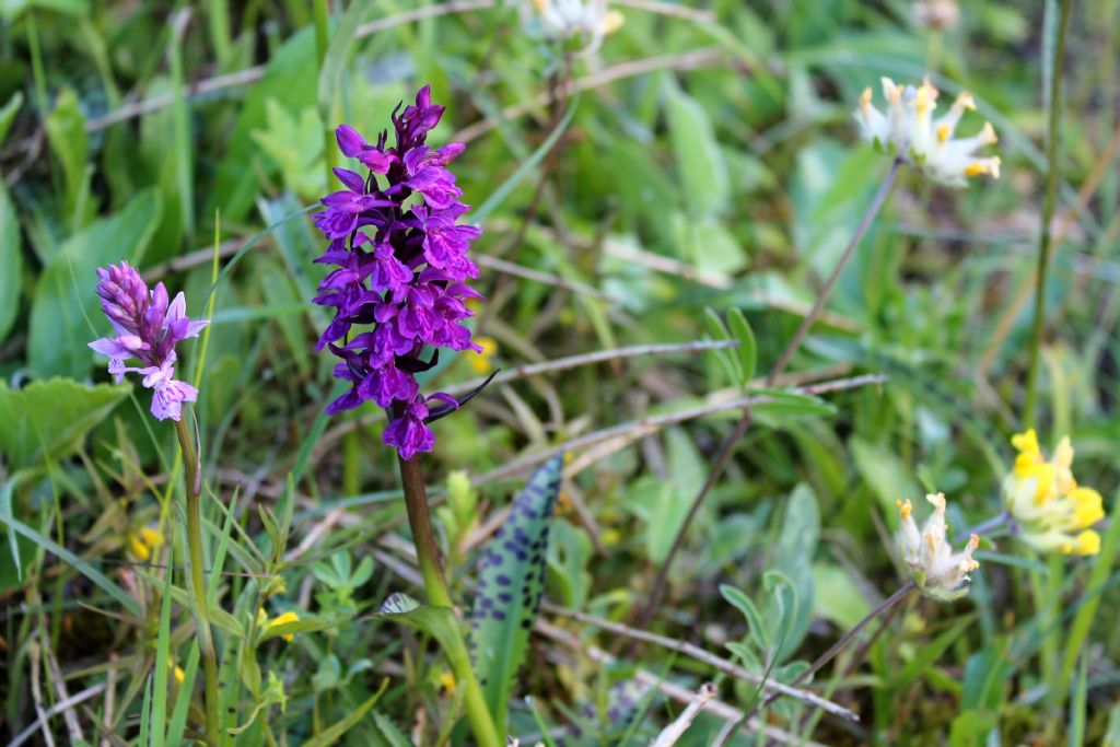 Dactylorhiza majalis